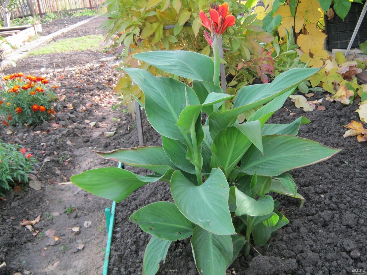 Канна Садовая высокорослая