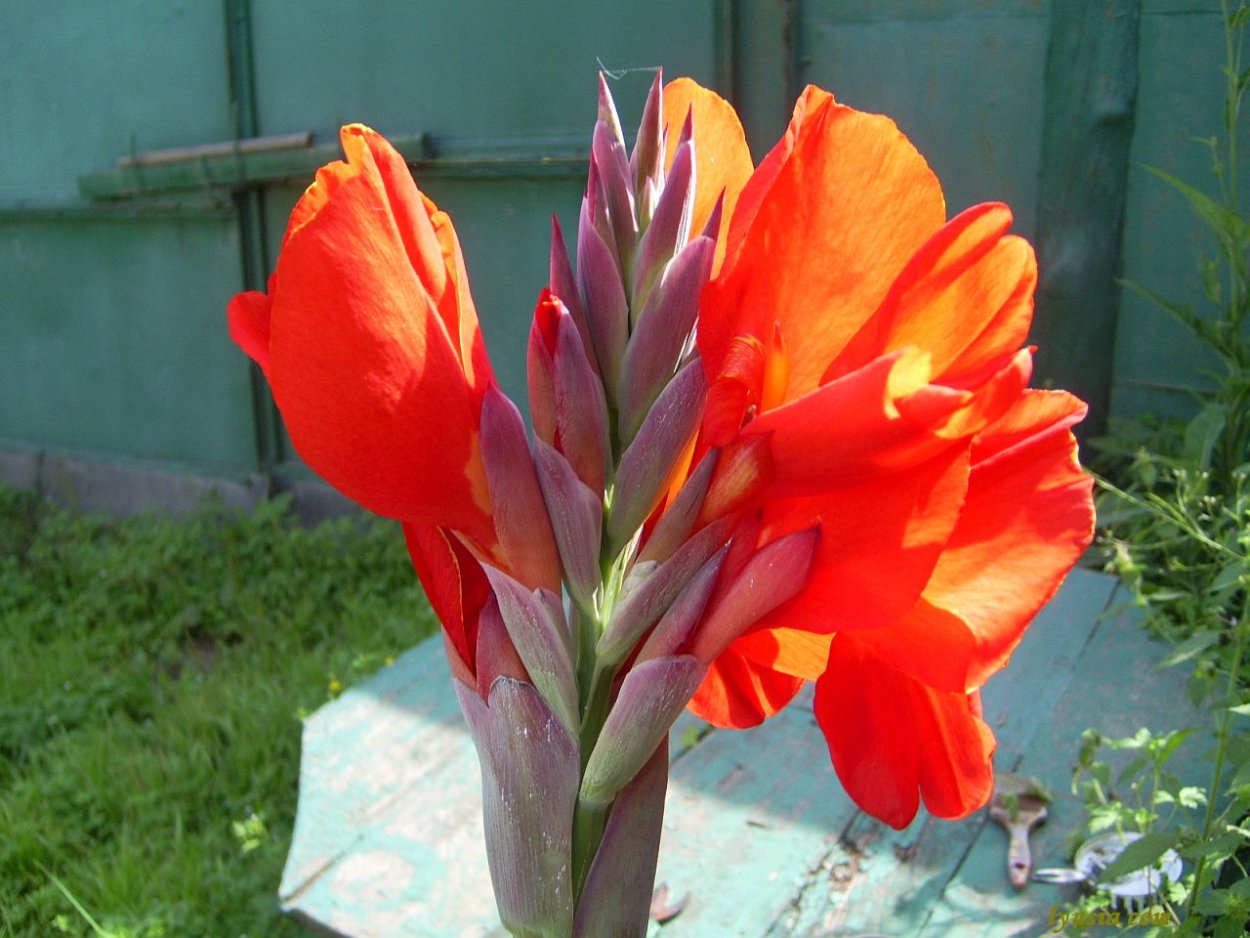 Цветок Канна пак.