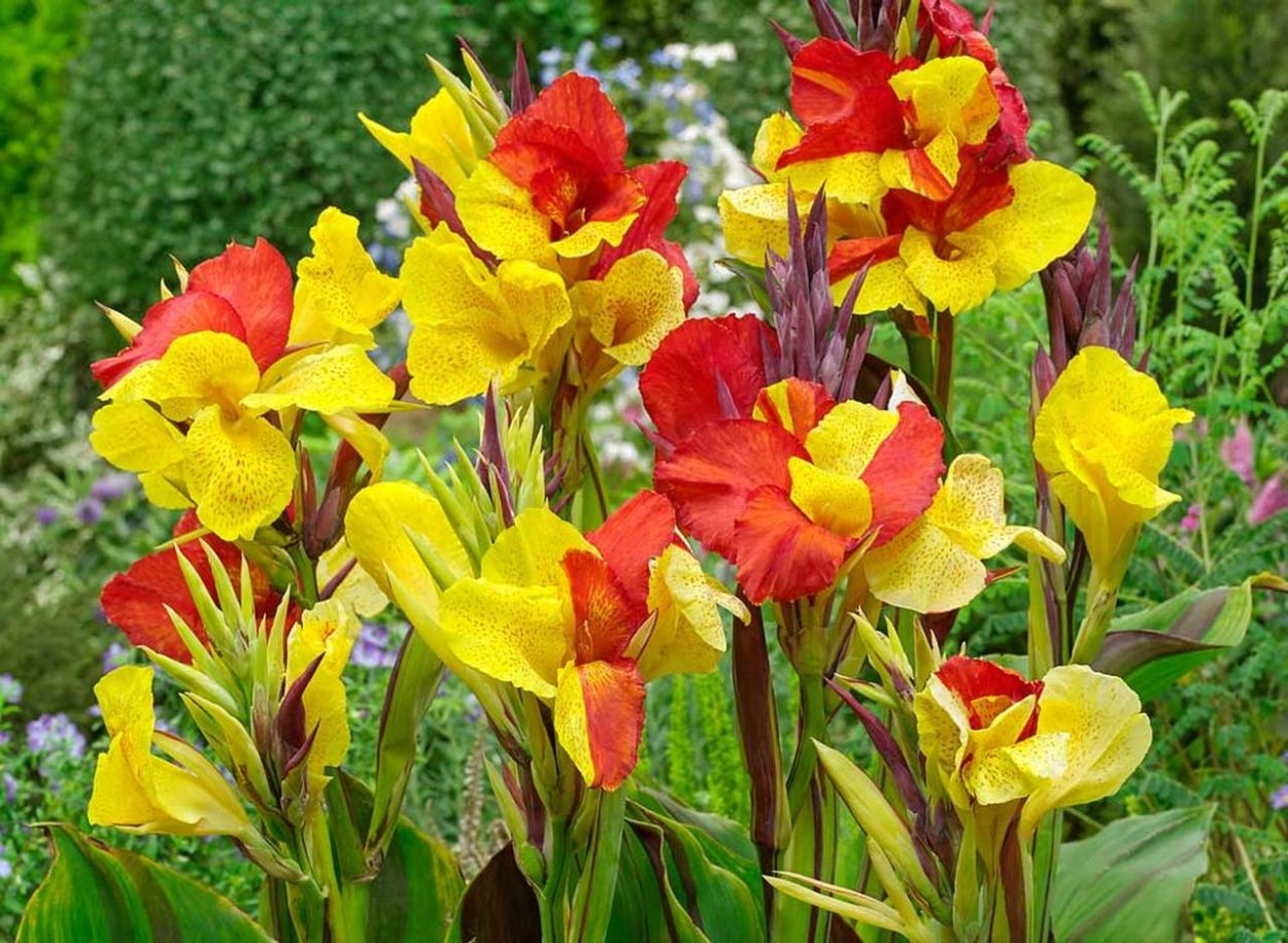 Канна Клеопатра Еллоу