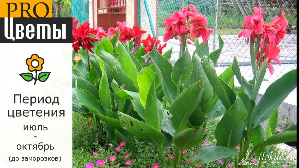 Каны пересадка