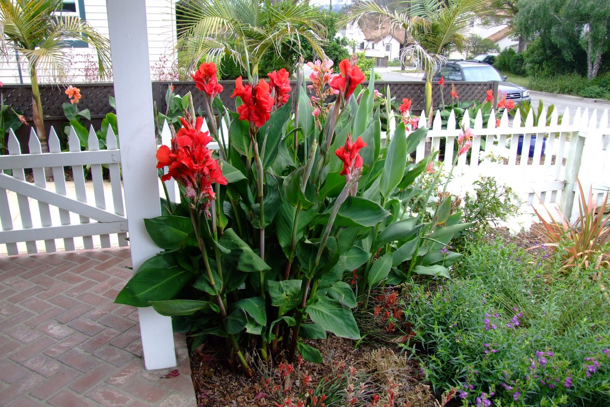 Канна стриата