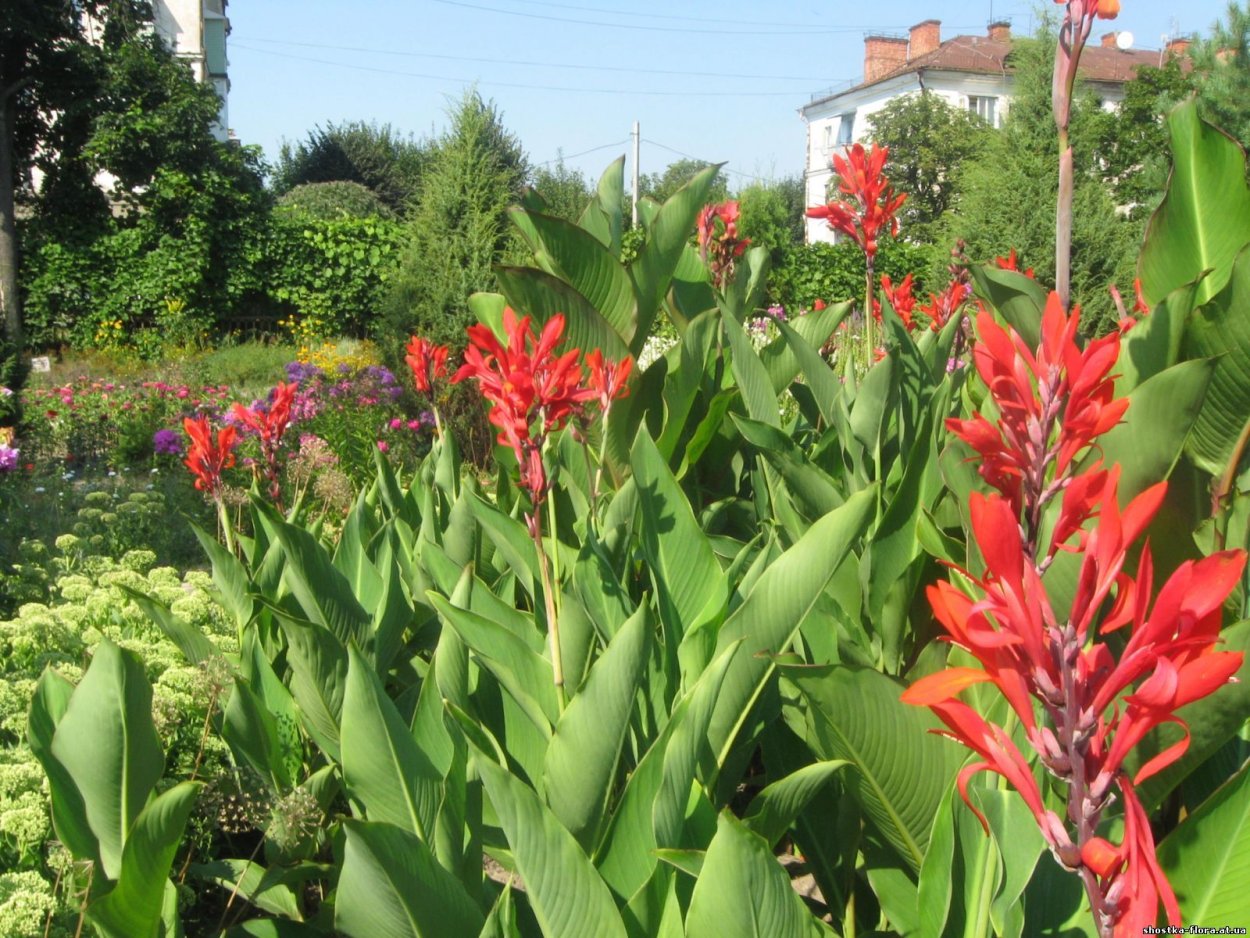 Канна стриата пестролистная