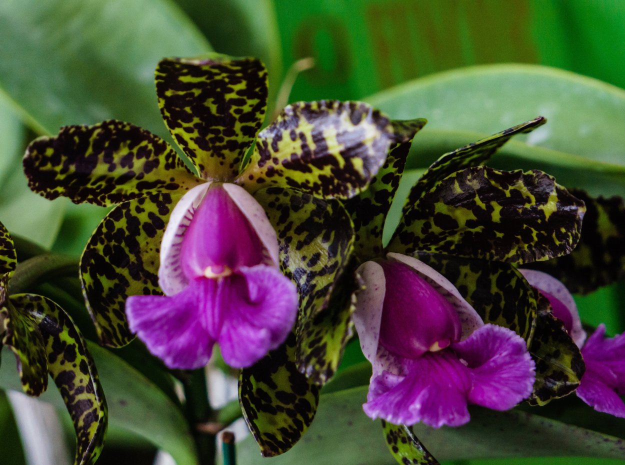 Cattleya Peckhaviensis