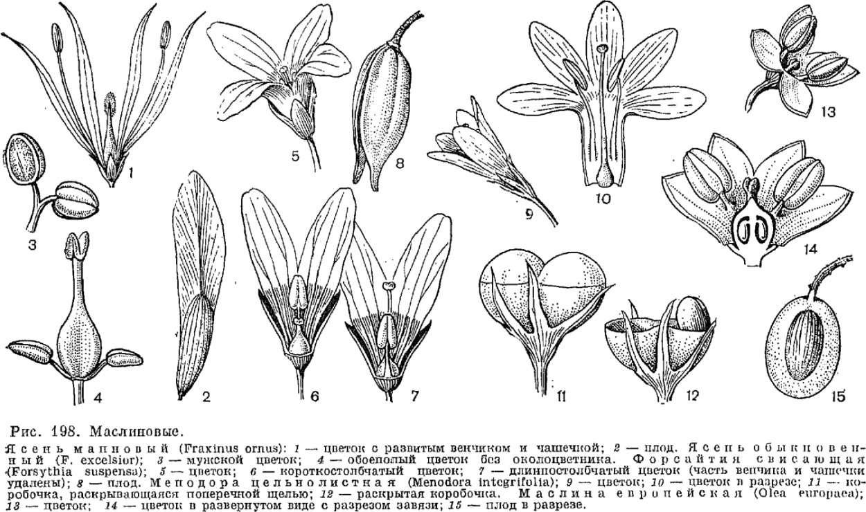 Двудольные растения стержневая корневая