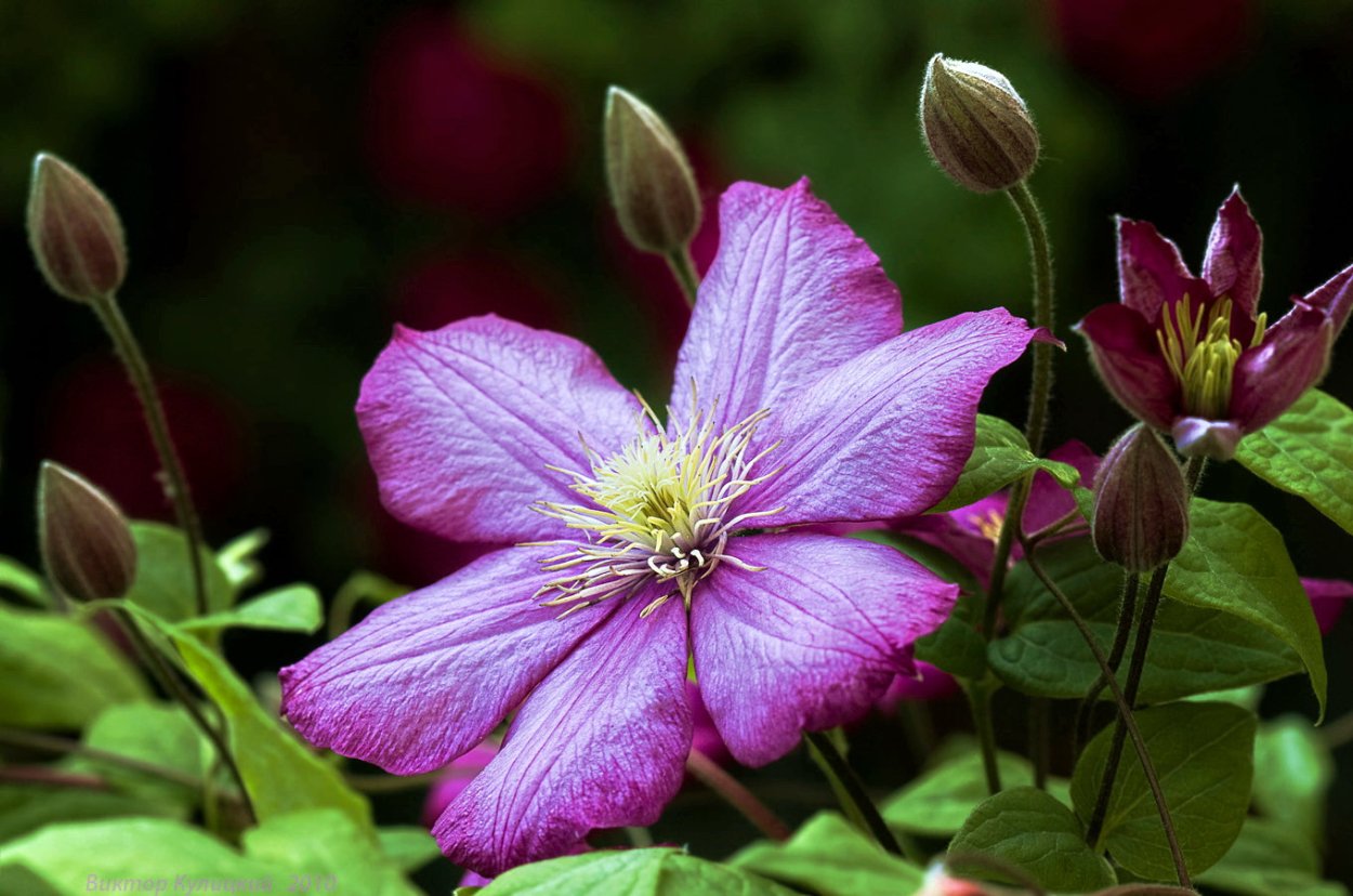 Однодольные растения