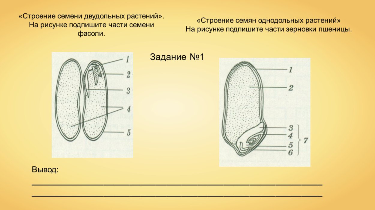 Цветковые растения Лилейные