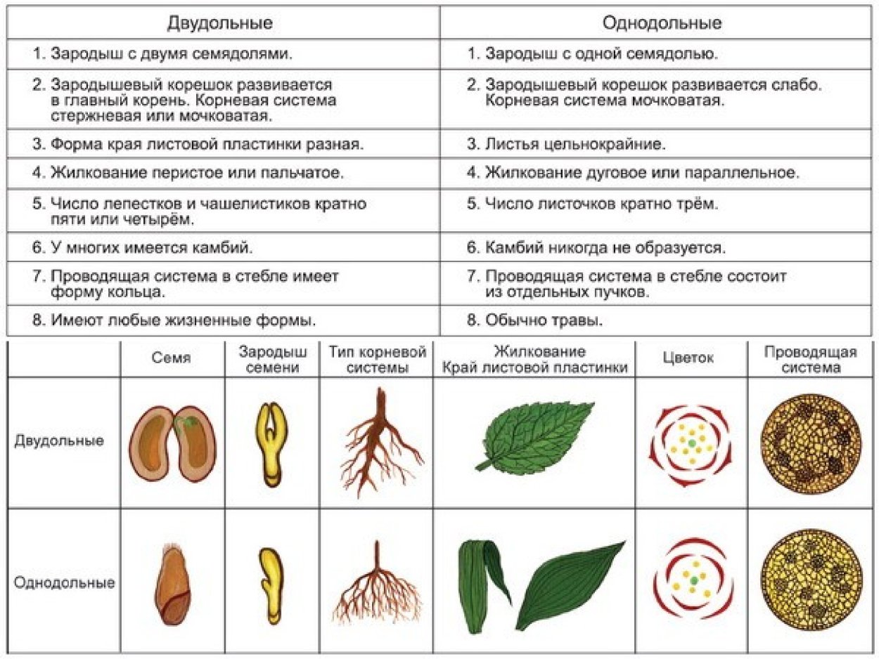 Строение семени однодольных и двудольных