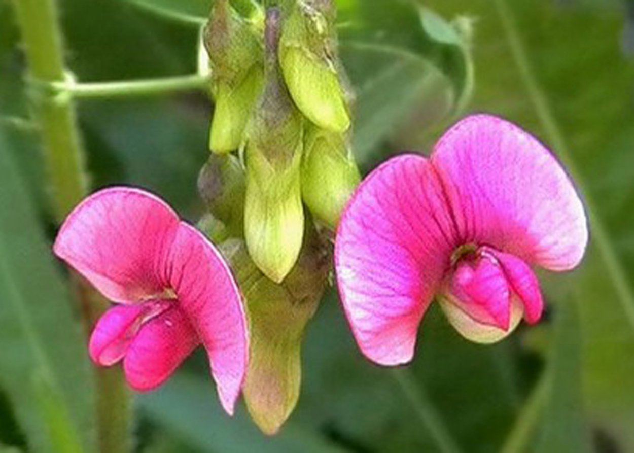 Класс Однодольные и двудольные 6 класс