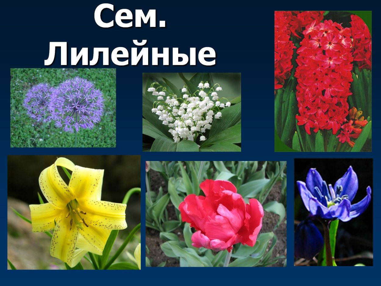 Строение семени фасоли