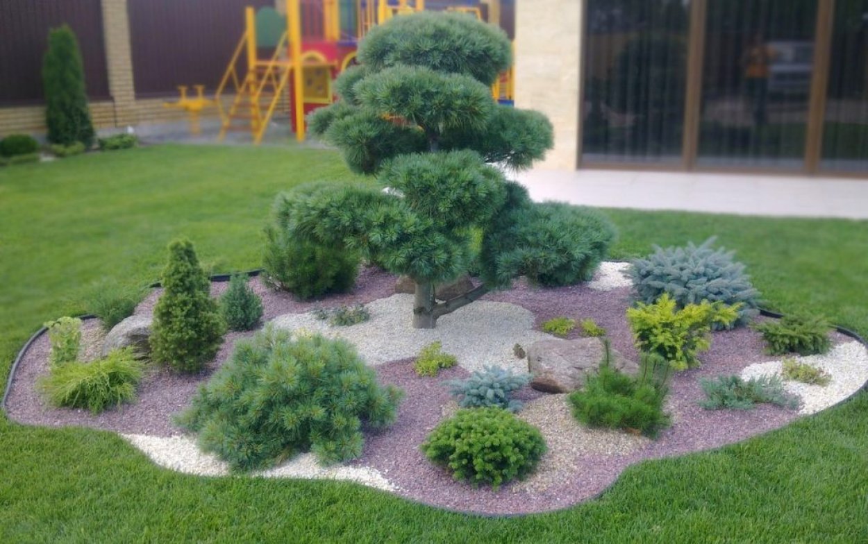 Рокарий хвойники хвойники