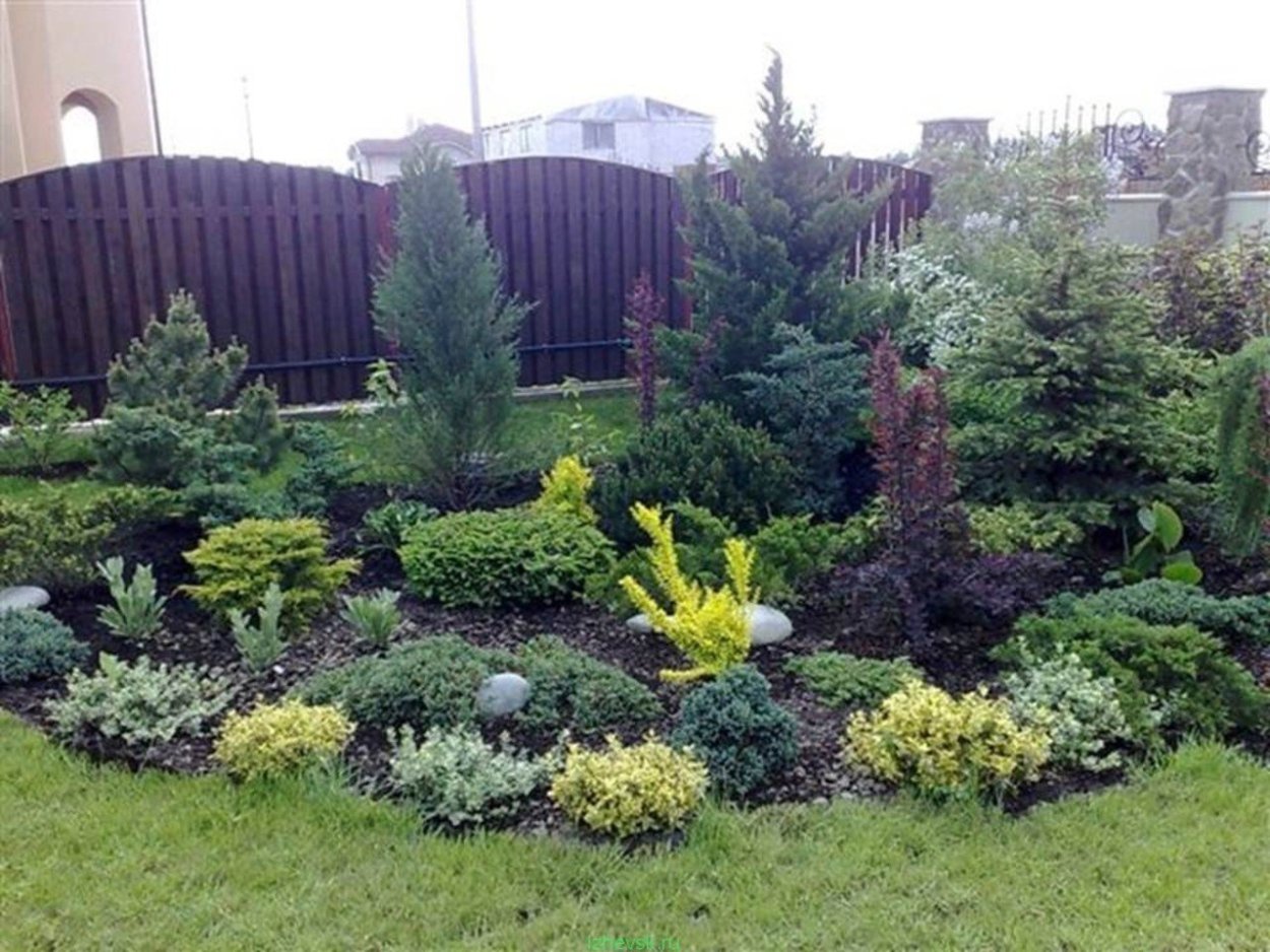 Лапчатка и туя тим