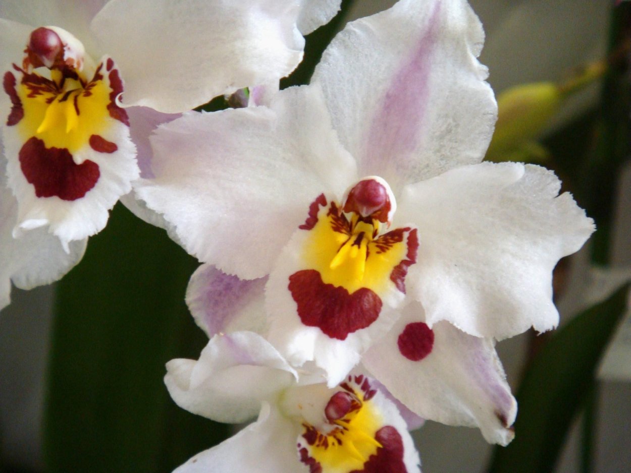 Одонтиода Ниппон