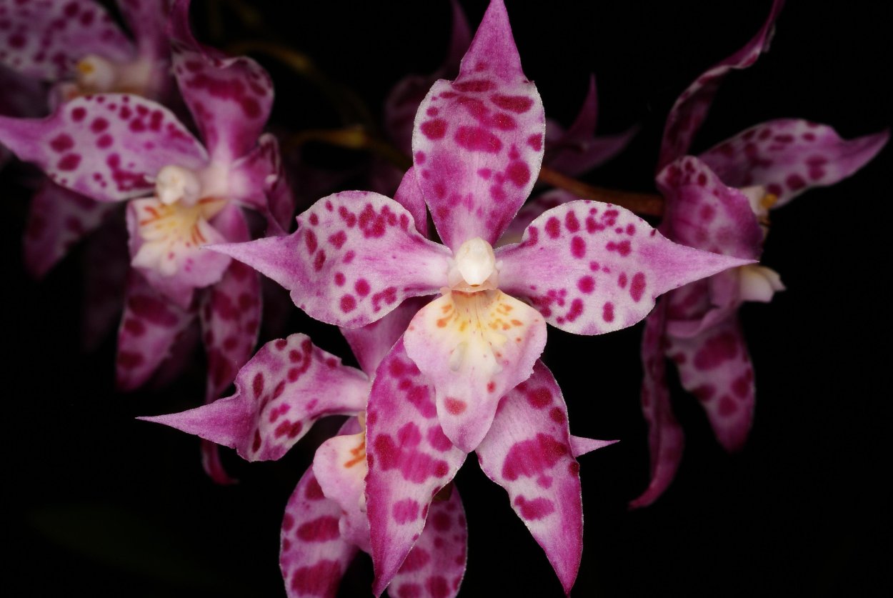 Орхидея Камбрия Одонтиода