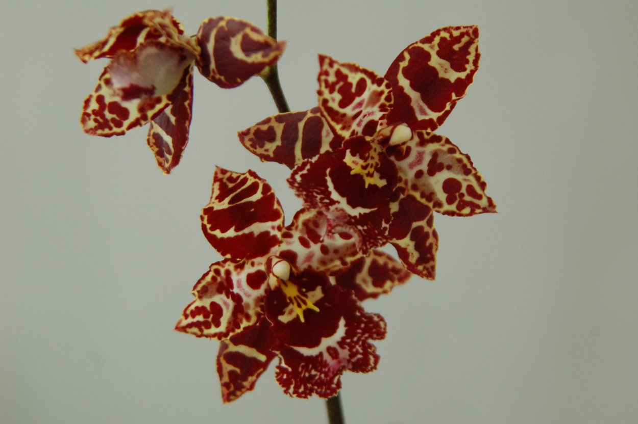 Одонтиода Орхидея под стеклом