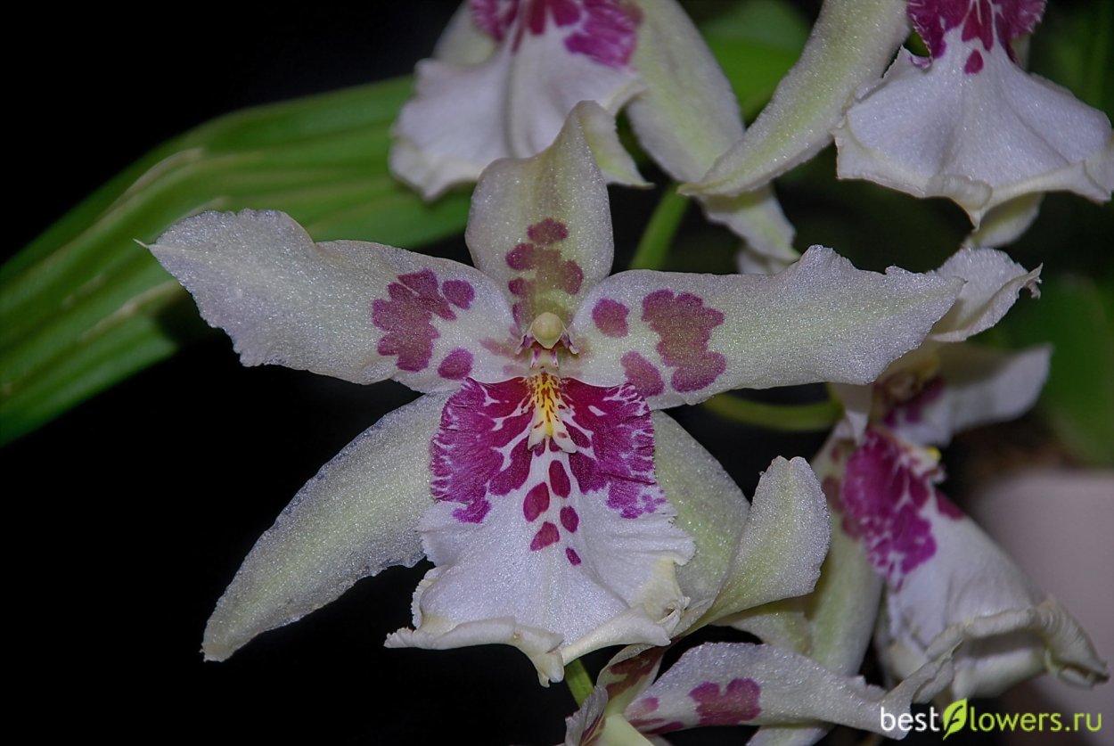 Орхидея Камбрия беаллара