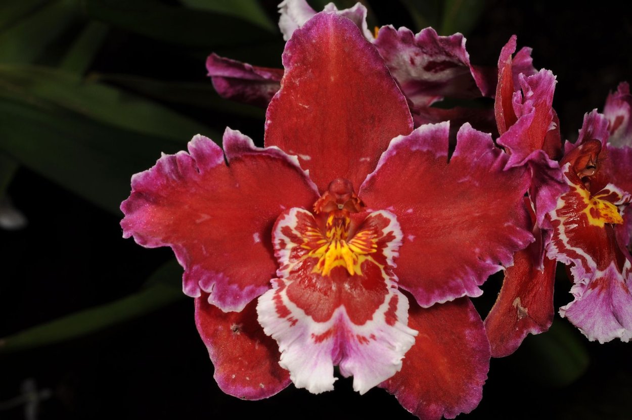 Одонтиода Орхидея