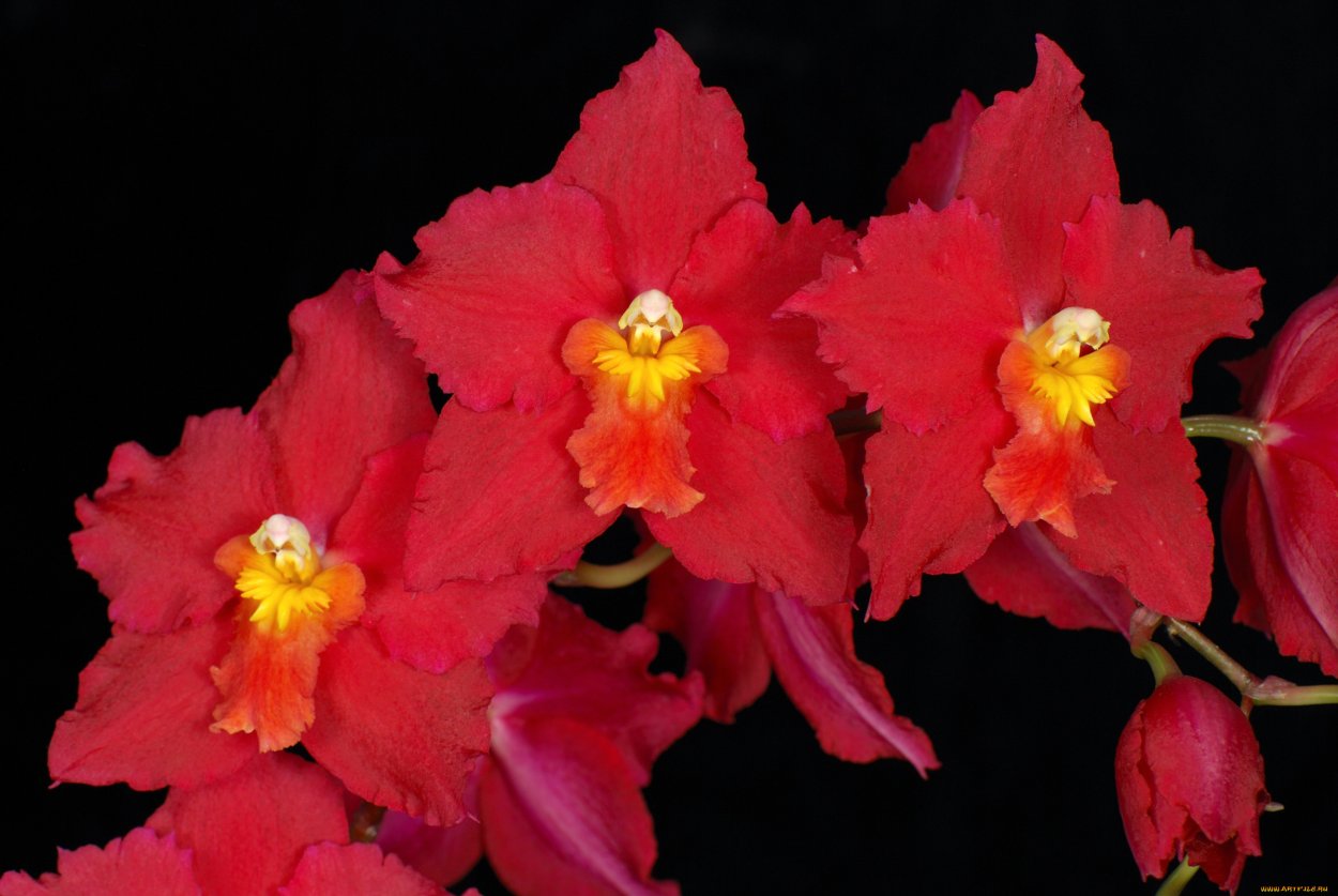 Орхидея Камбрия одонтоглоссум Стирбик