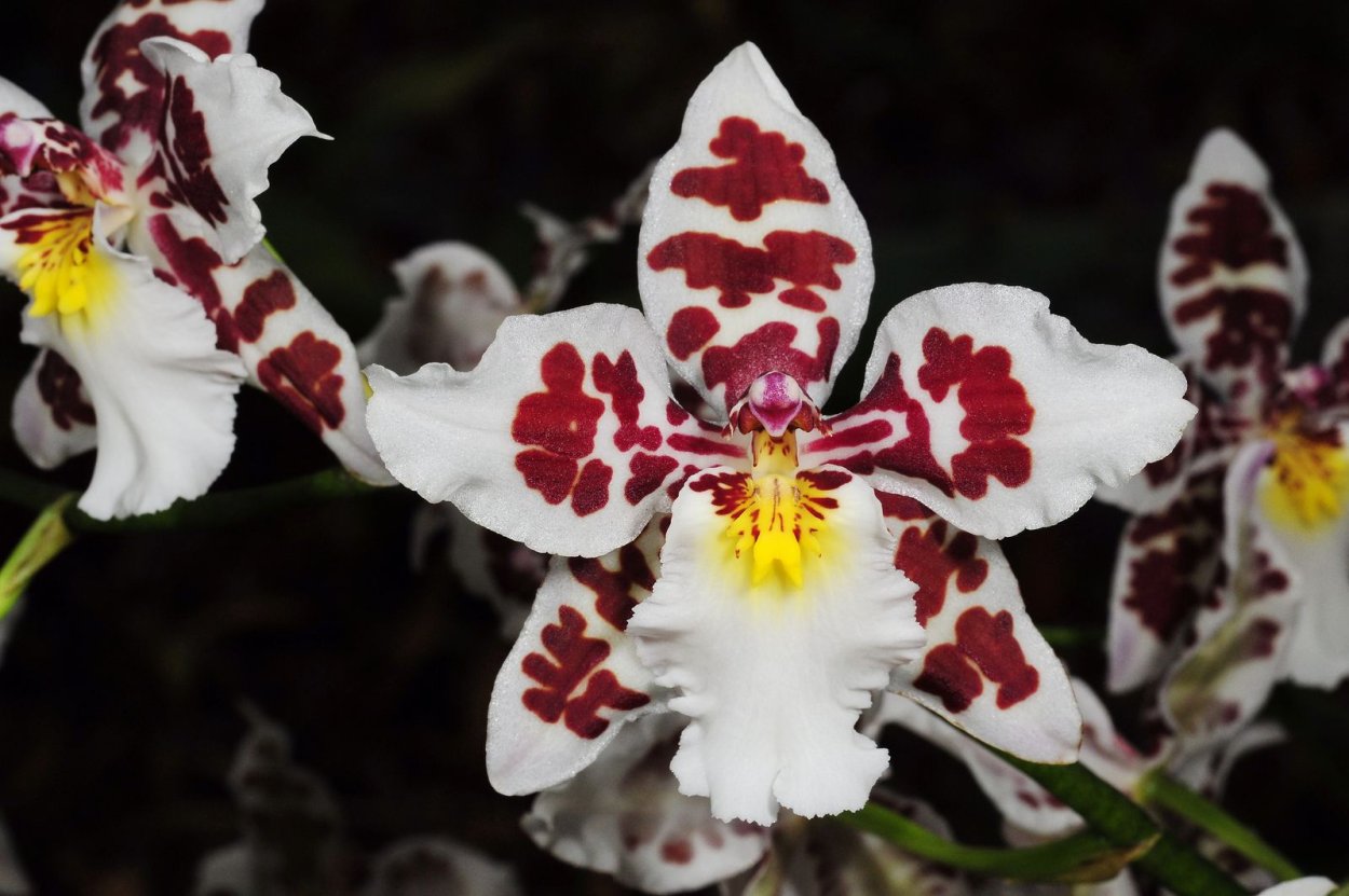 Одонтиода Стирбик