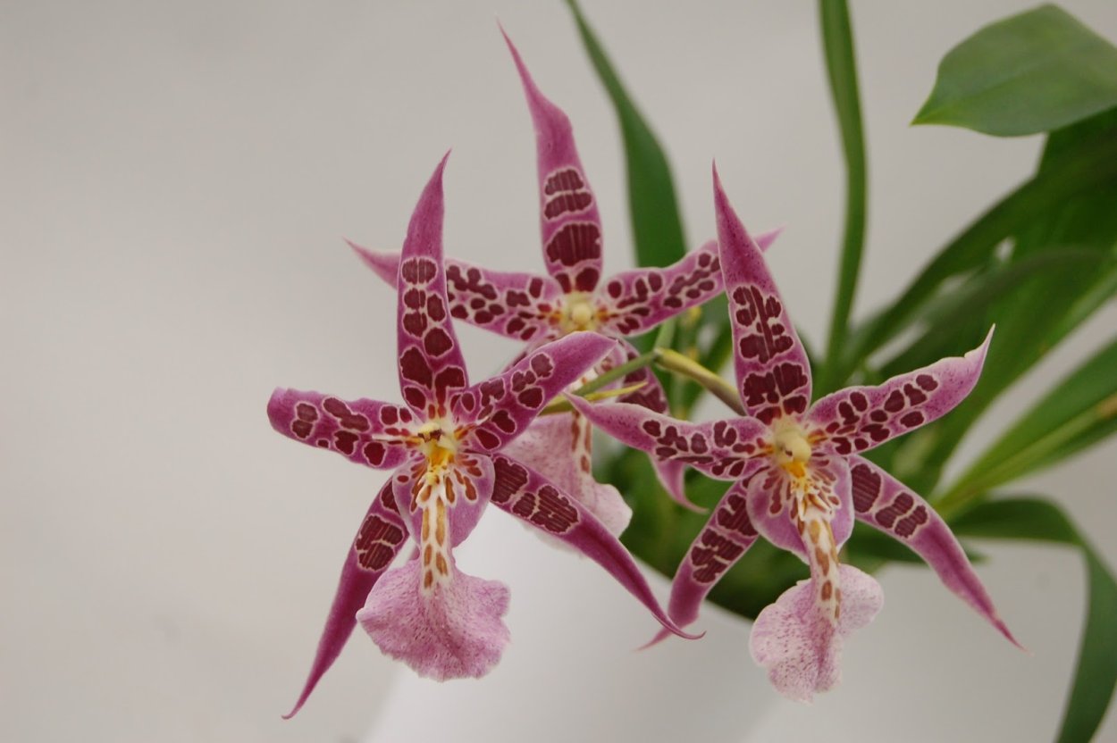 Беаллара Тахома Гласер Грин