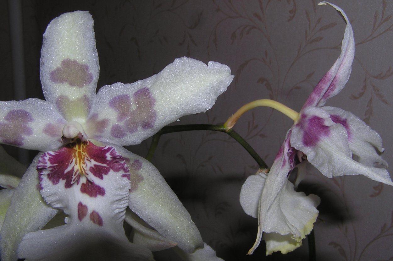 Орхидея Камбрия колманара Тропик