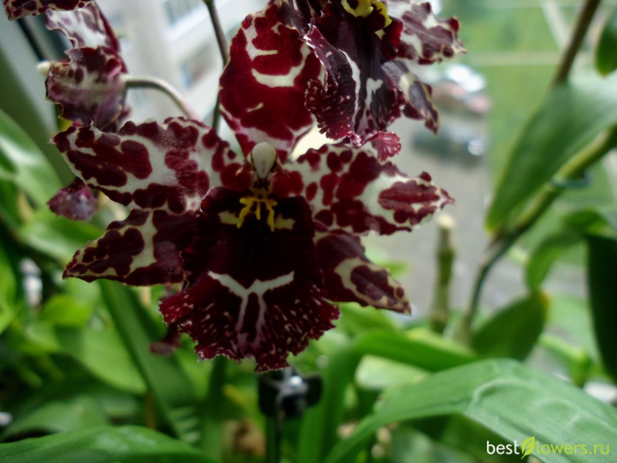 Орхидея Beallara tahoma Glacier Green