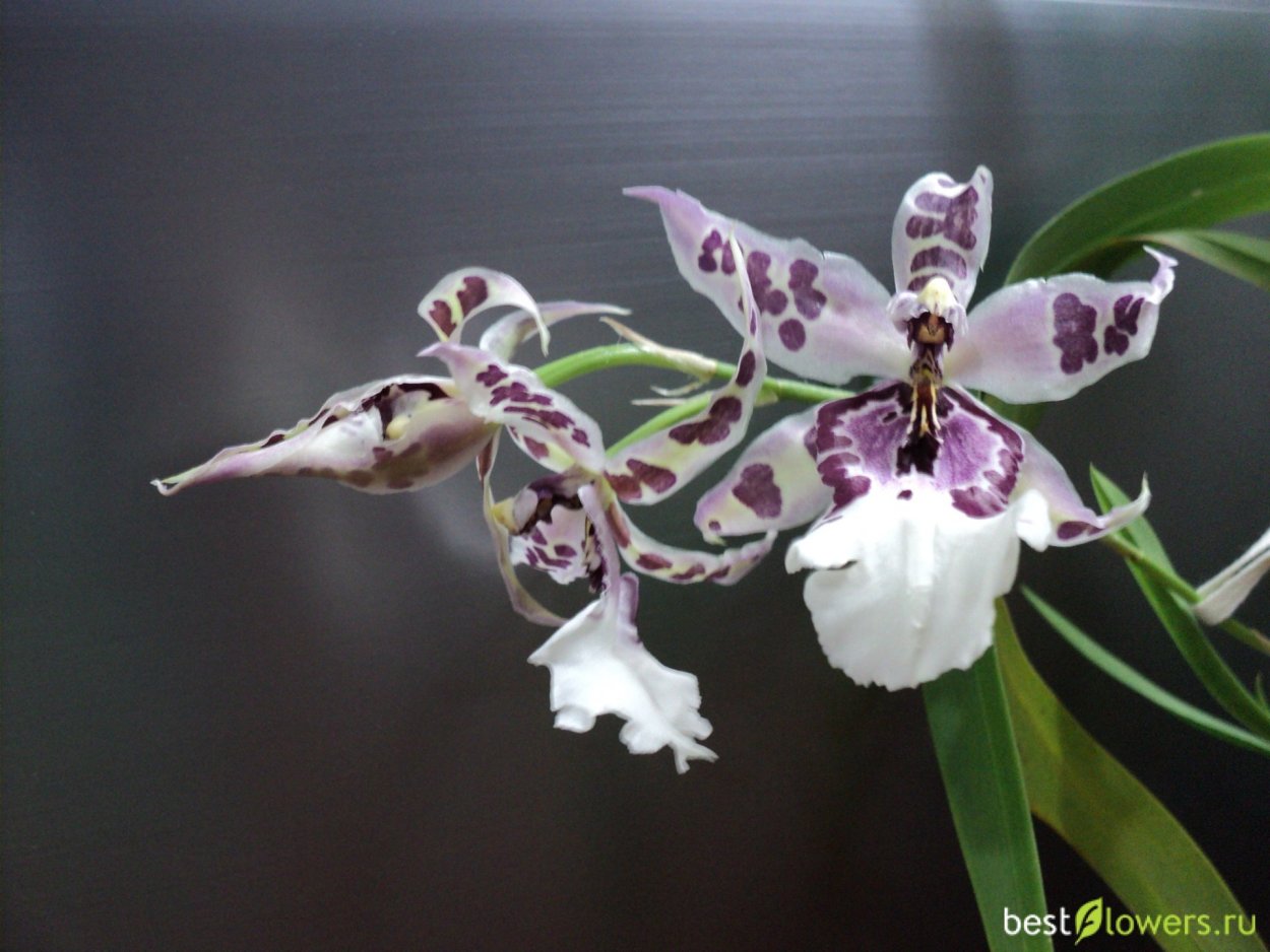Орхидея Камбрия беаллара Маргарита холм