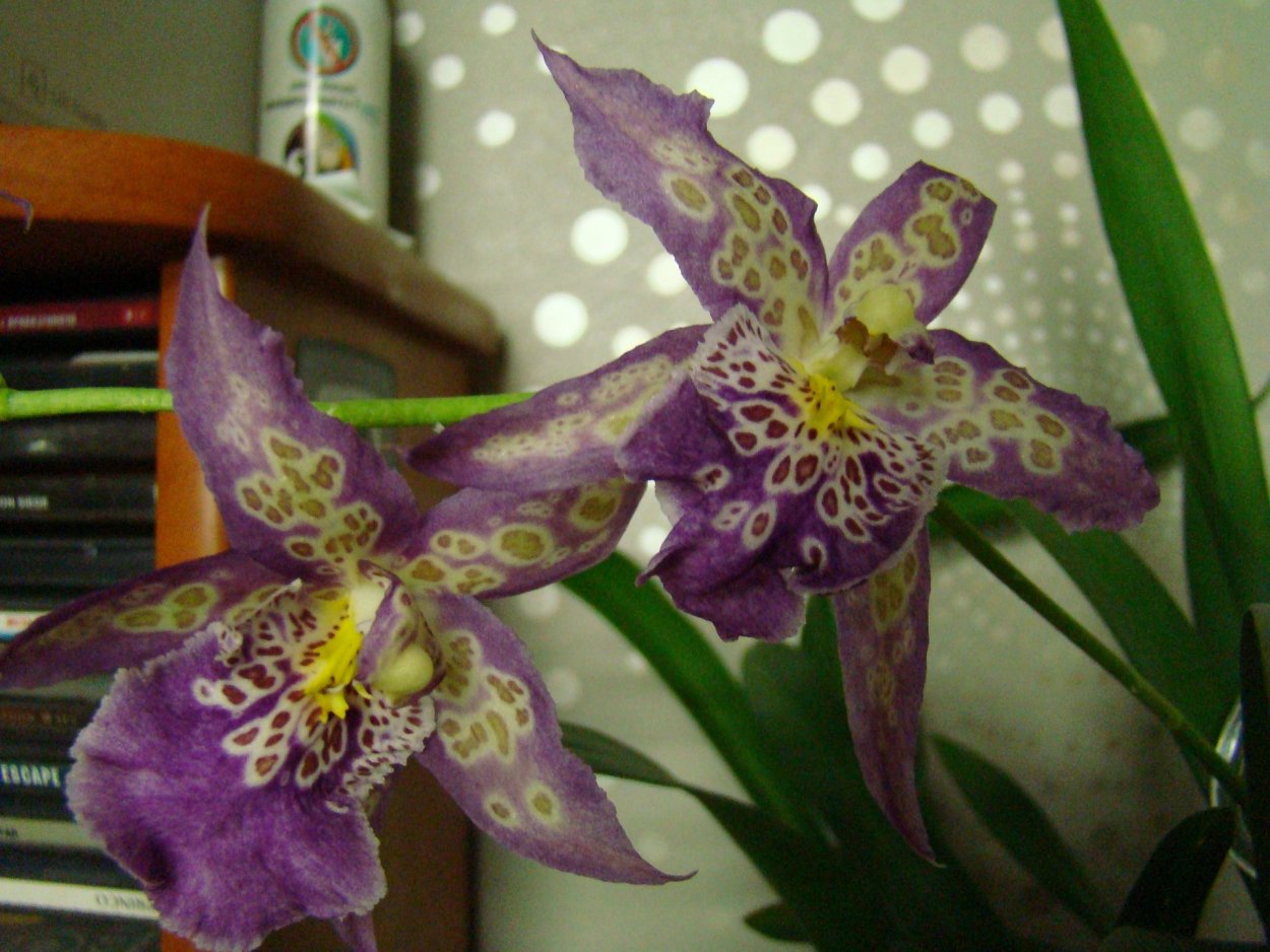 Орхидея Камбрия колманара Массаи ред