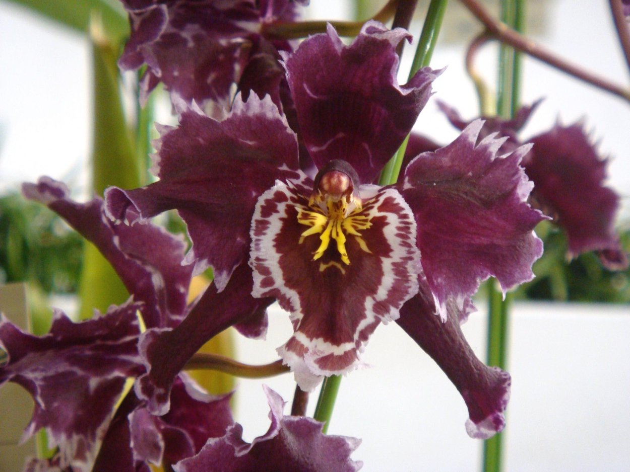 Odontoglossum Nobile x Odontioda memoria Ken Girard