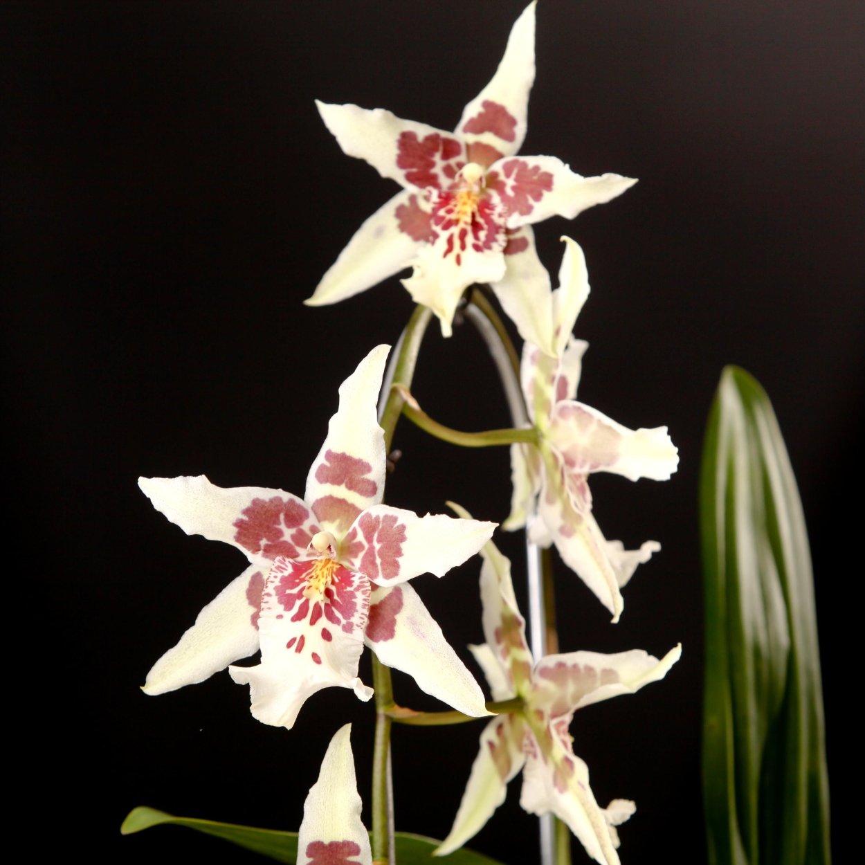 Беаллара Орхидея