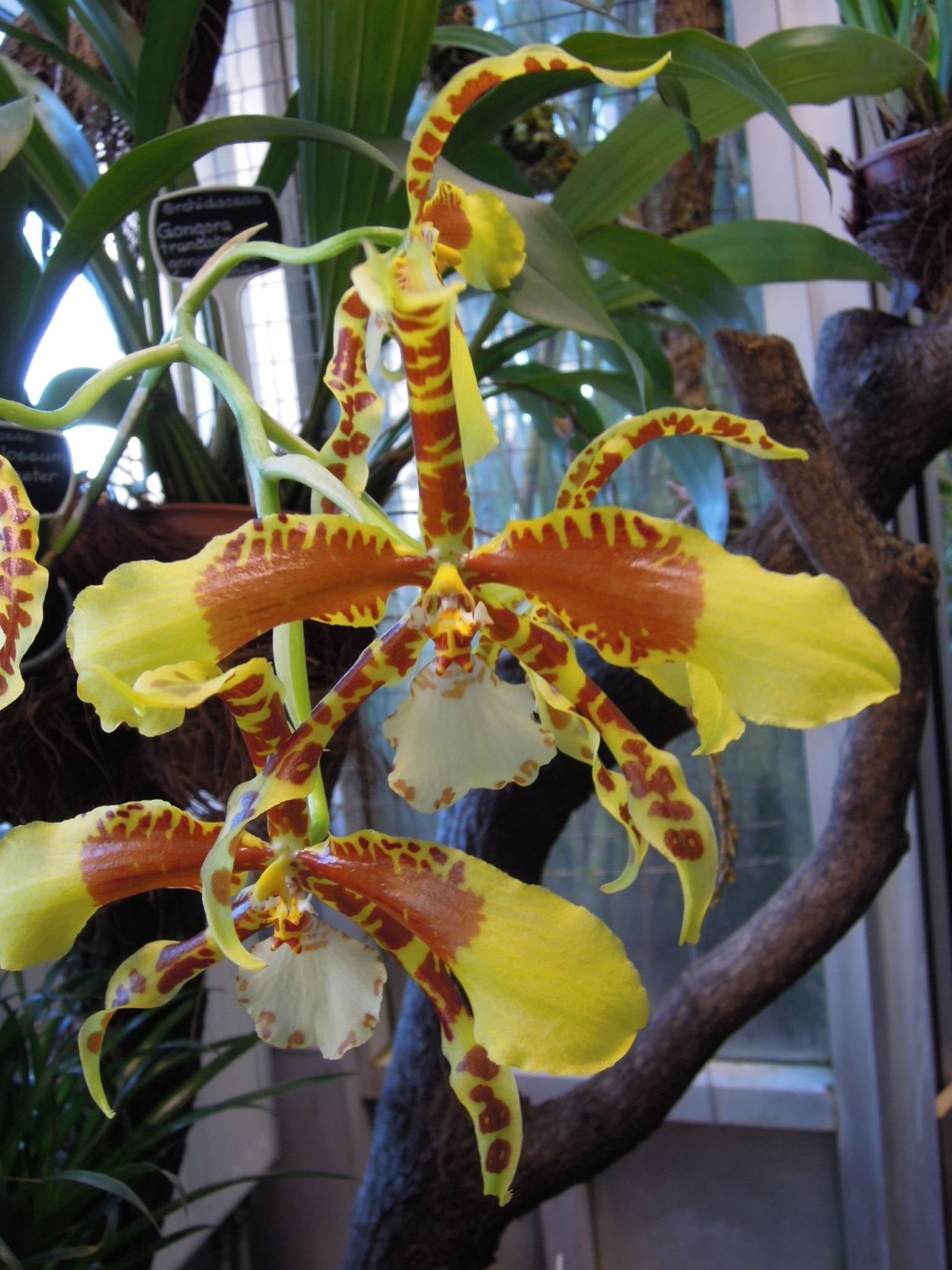 Одонтиода верности