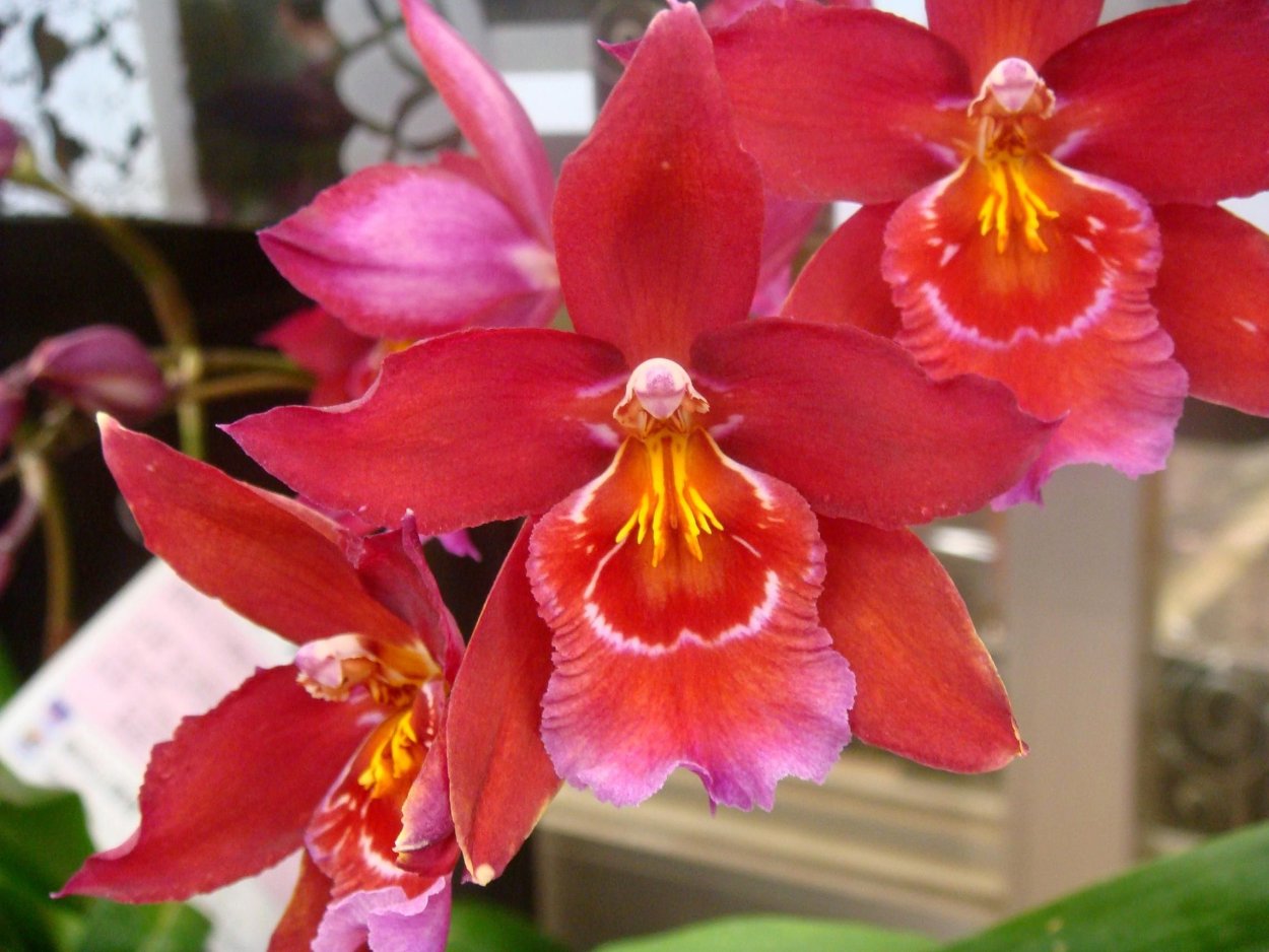 Beallara Peggy Ruth Carpenter