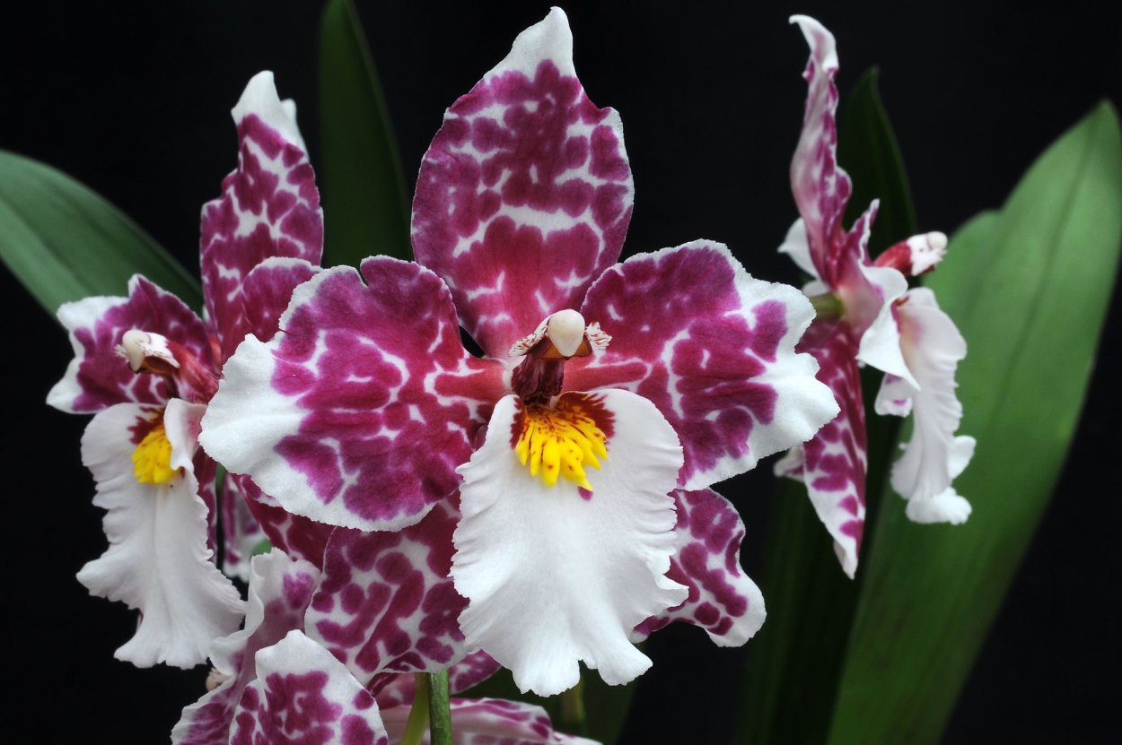 Орхидея Камбрия Вайлстекеара