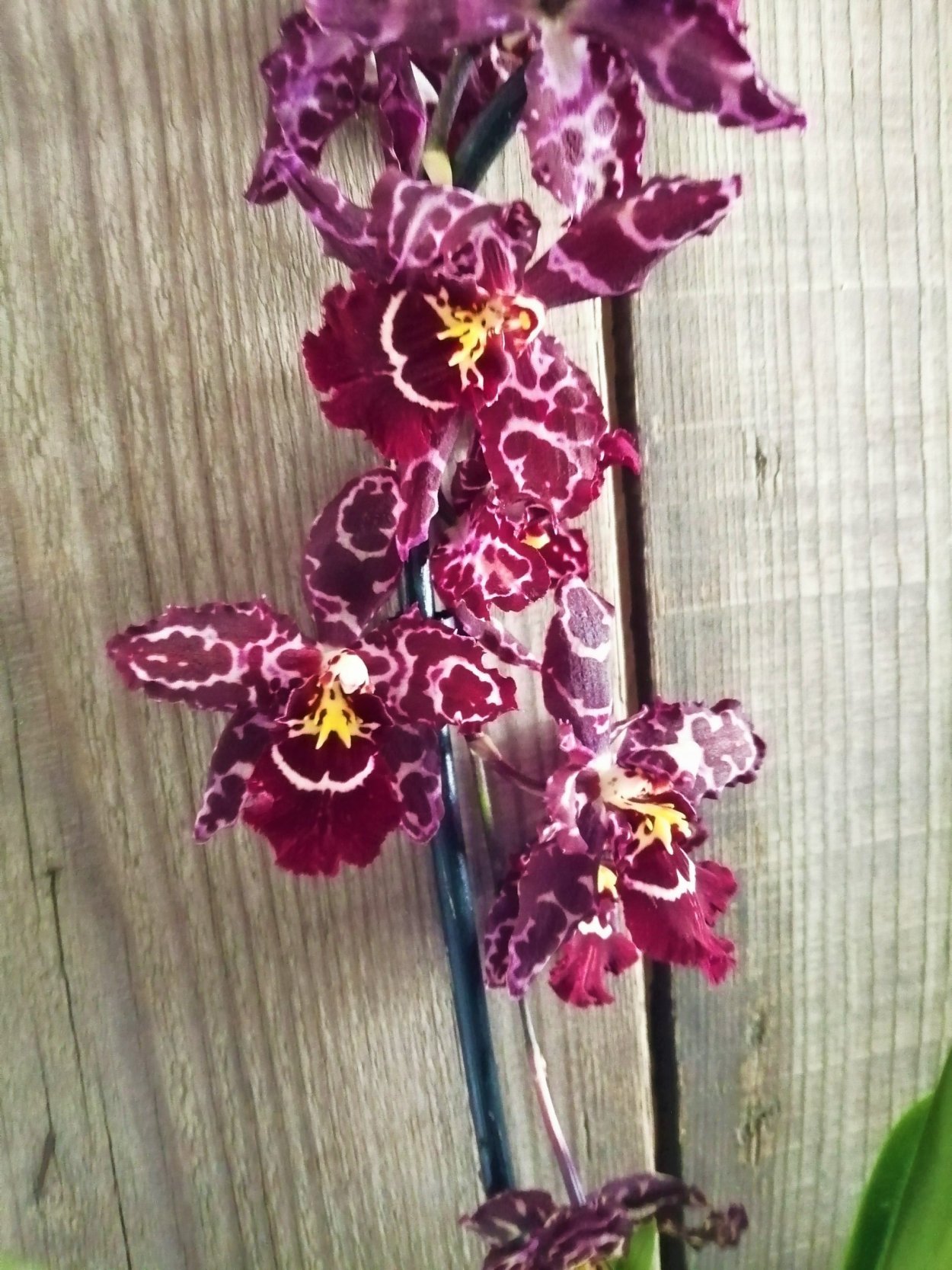 Орхидея Камбрия одонтоглоссум Стирбик