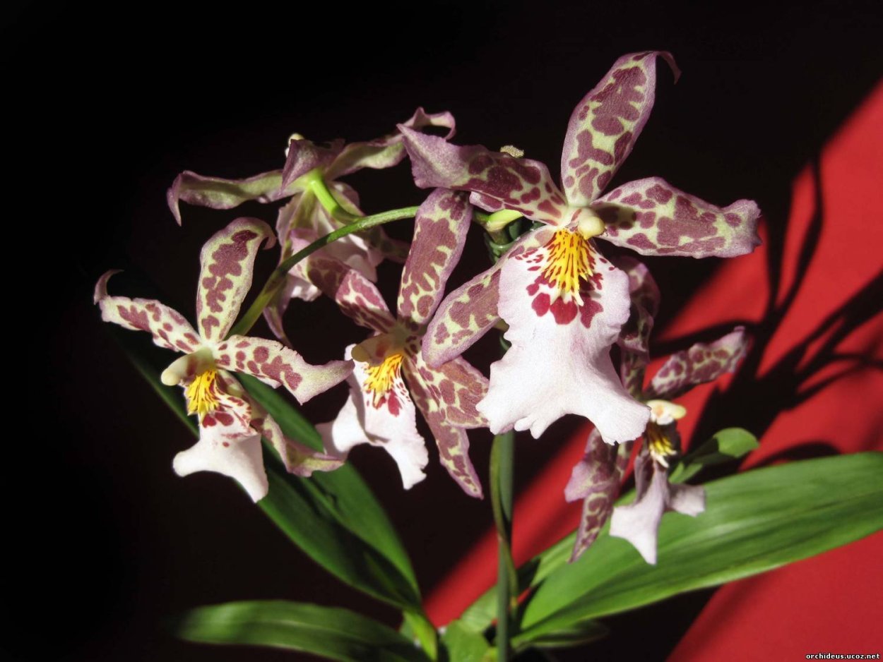 Bulbophyllum claptoense BS