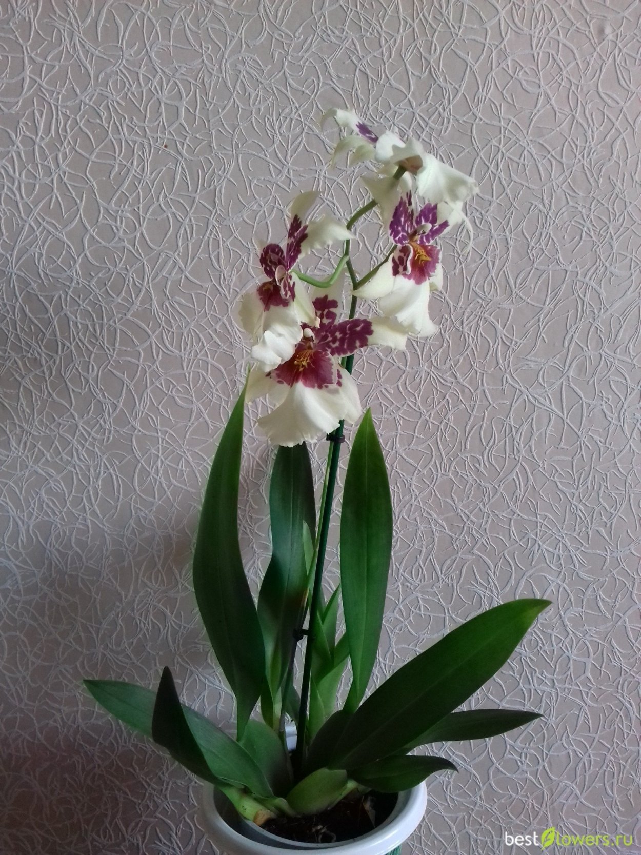 Камбрия беаллара Говард