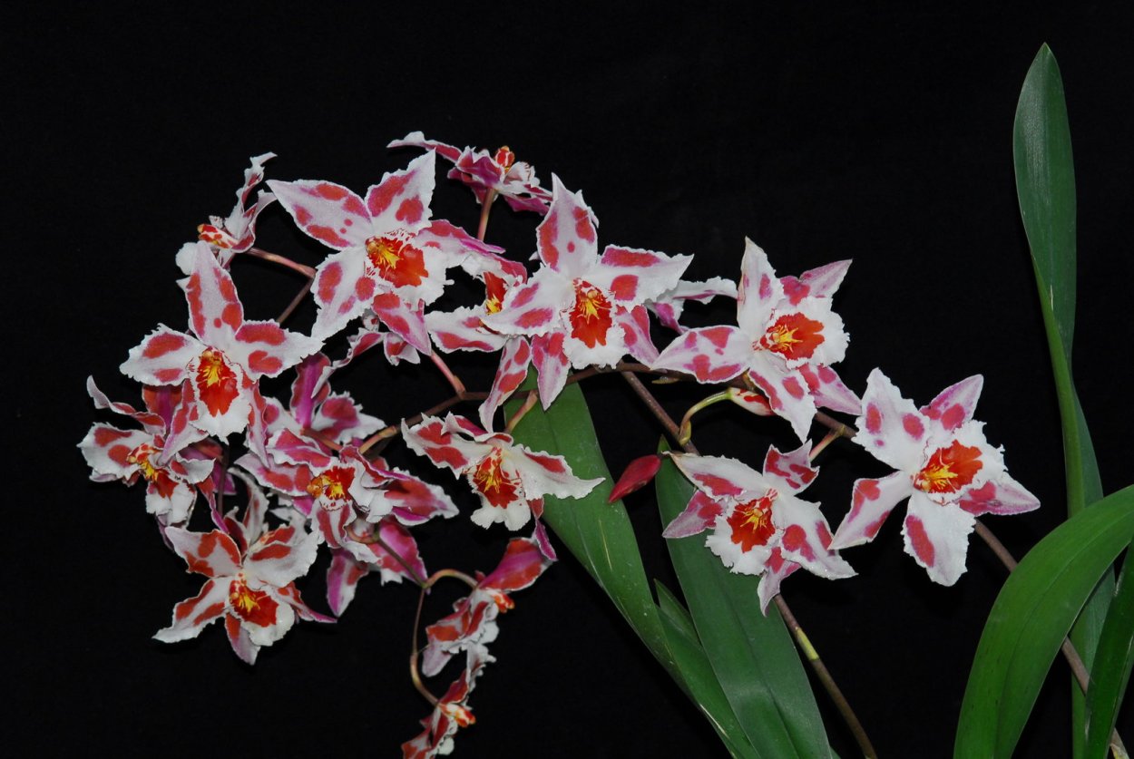 Орхидея Phalaenopsis Cobrion