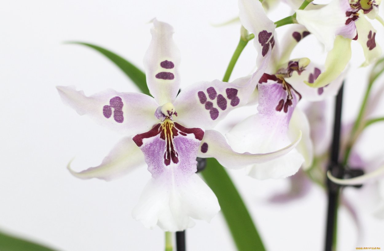 Одонтоглоссум Орхидея