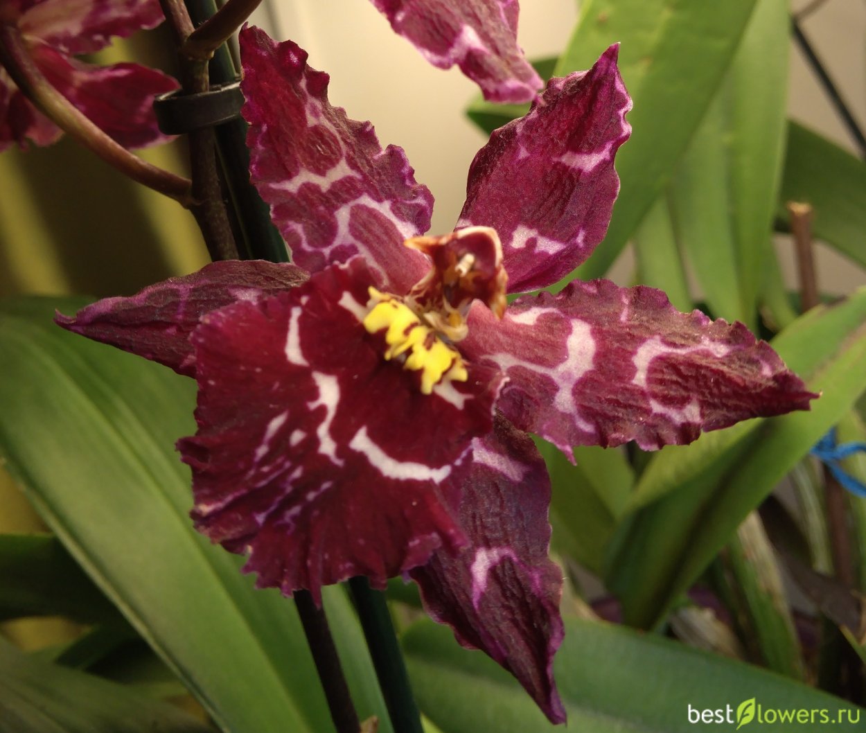 Орхидея Камбрия Rococo