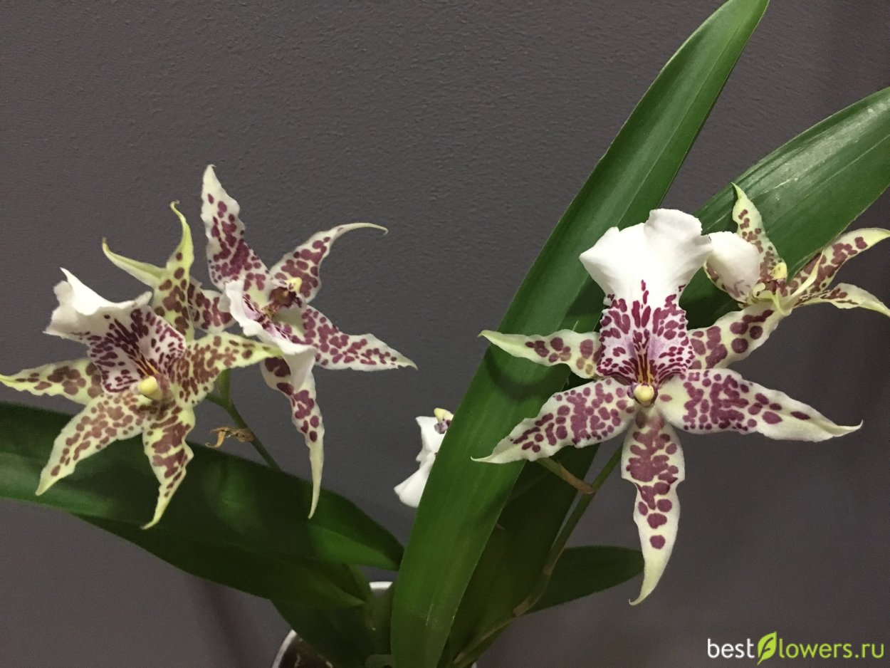 Орхидея Камбрия Вуилстекеара