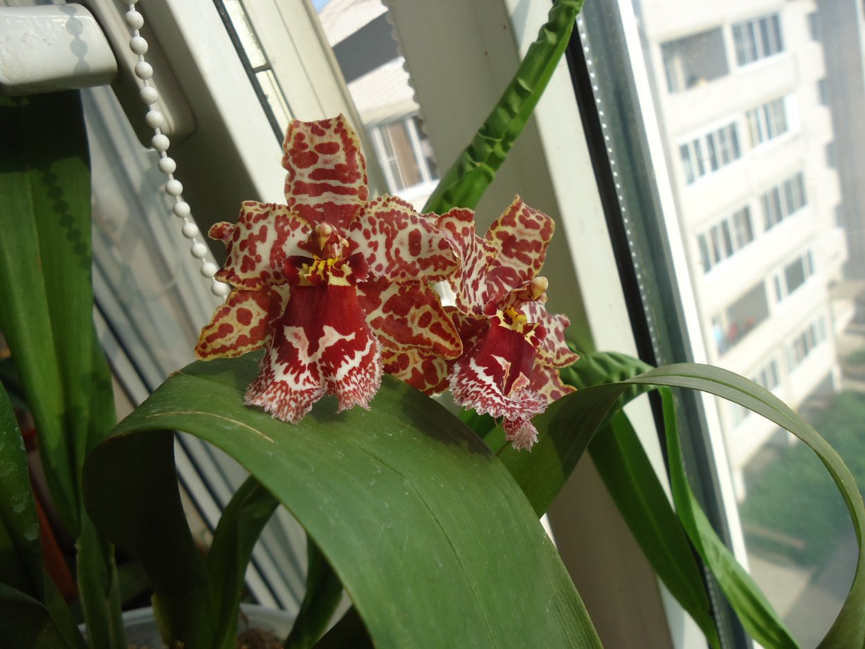 Brassolaeliocattleya Lois MCNEIL Ace