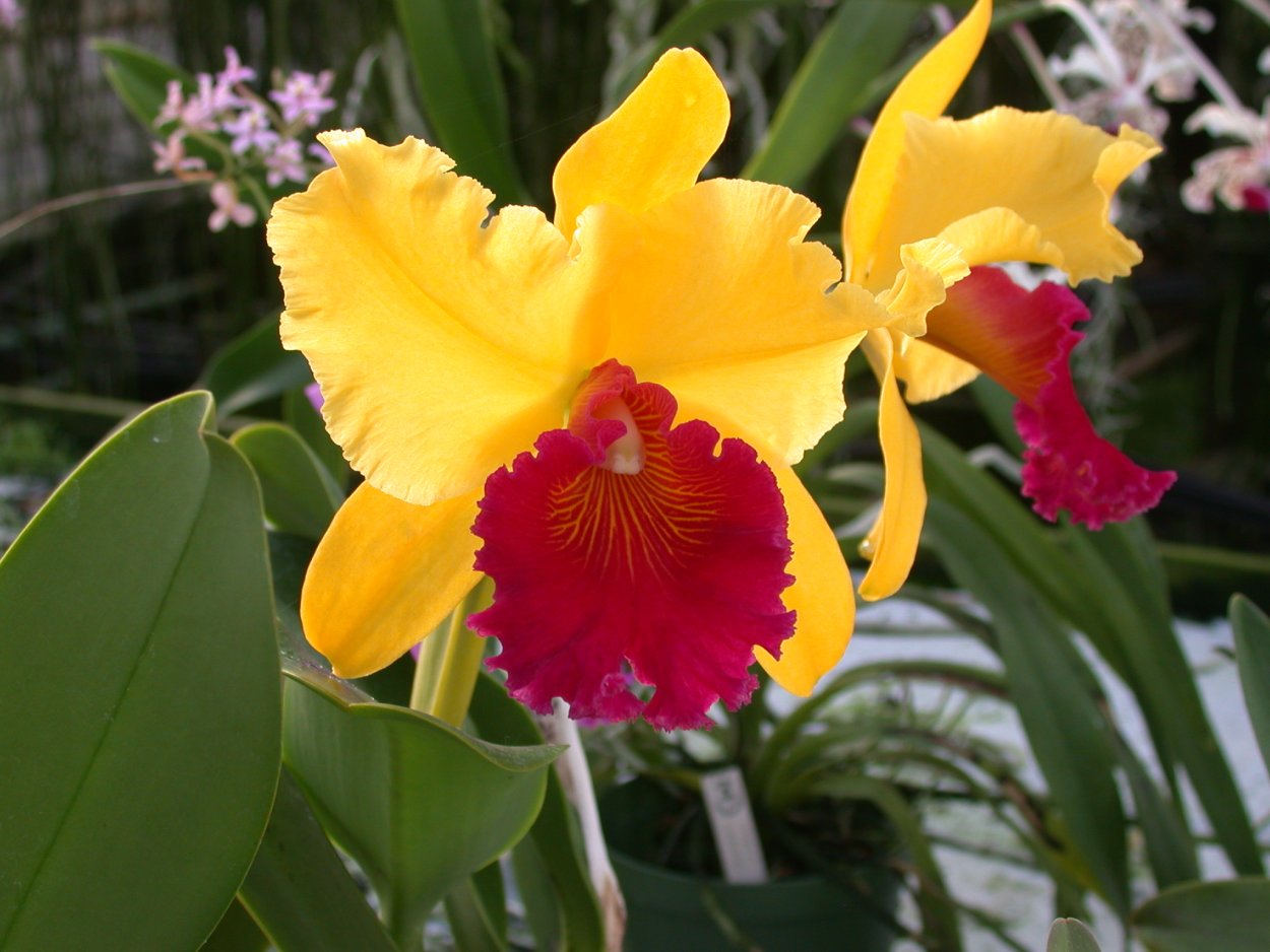 Орхидея Камбрия беаллара