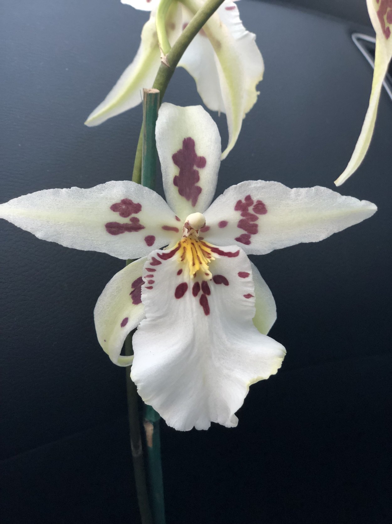 Одонтоглоссум Орхидея