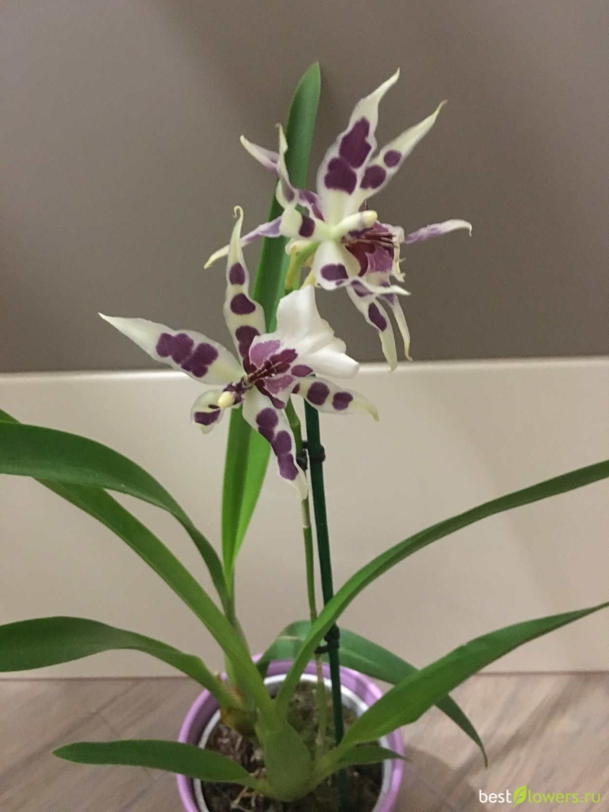 Орхидея Камбрия