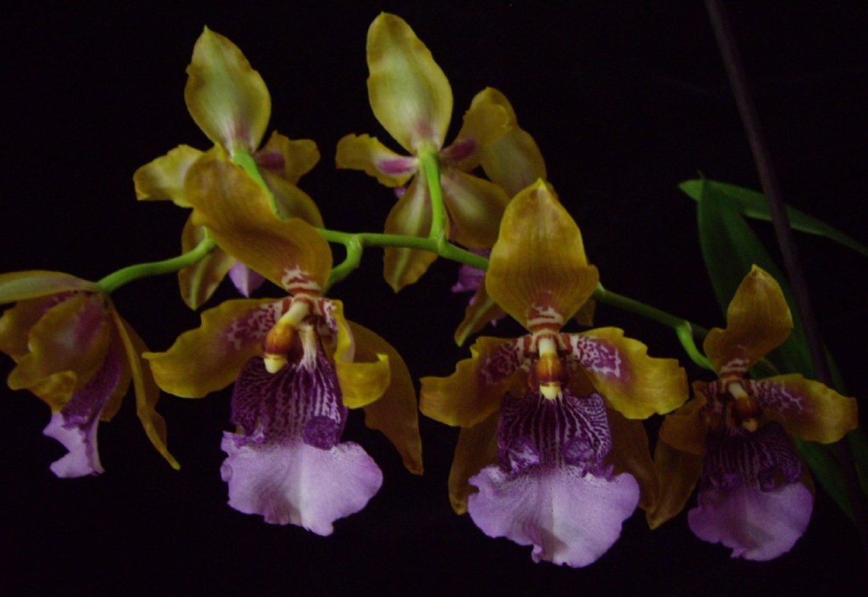 Орхидея одонтоглоссум Инферно