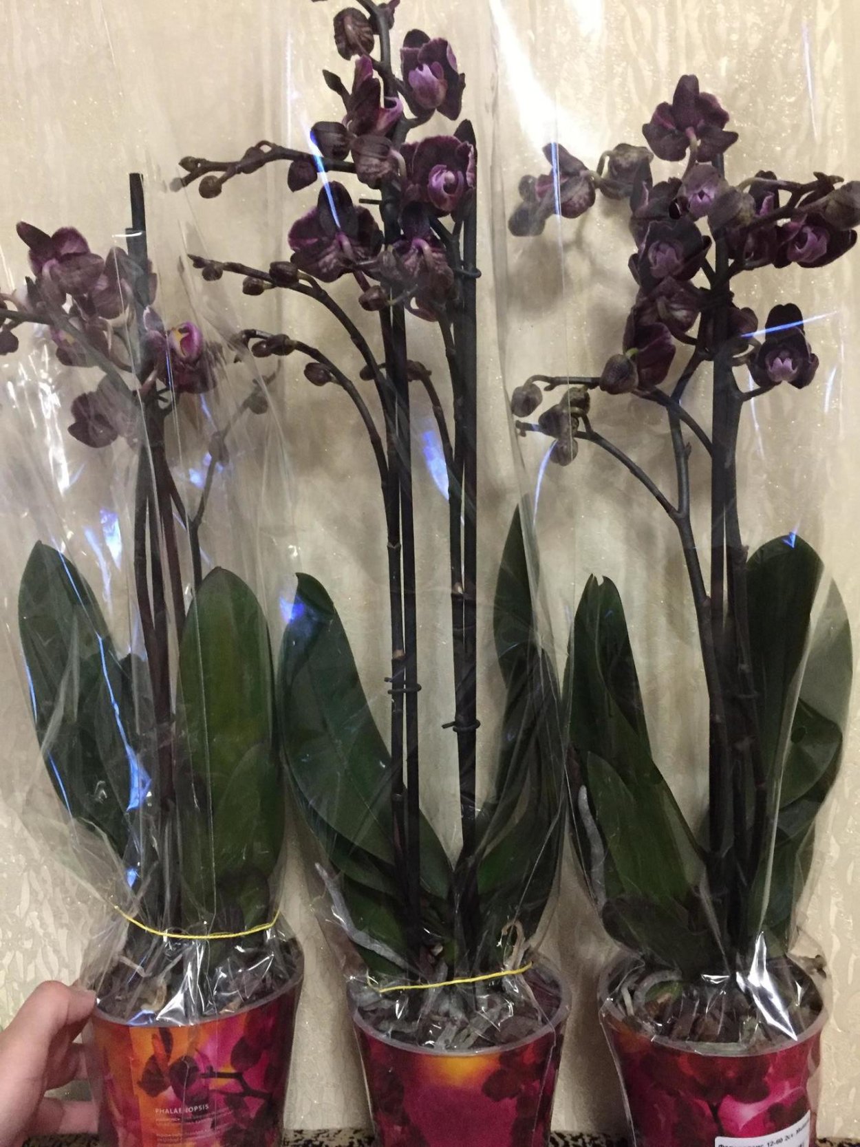 Фаленопсис сорт каменная роза