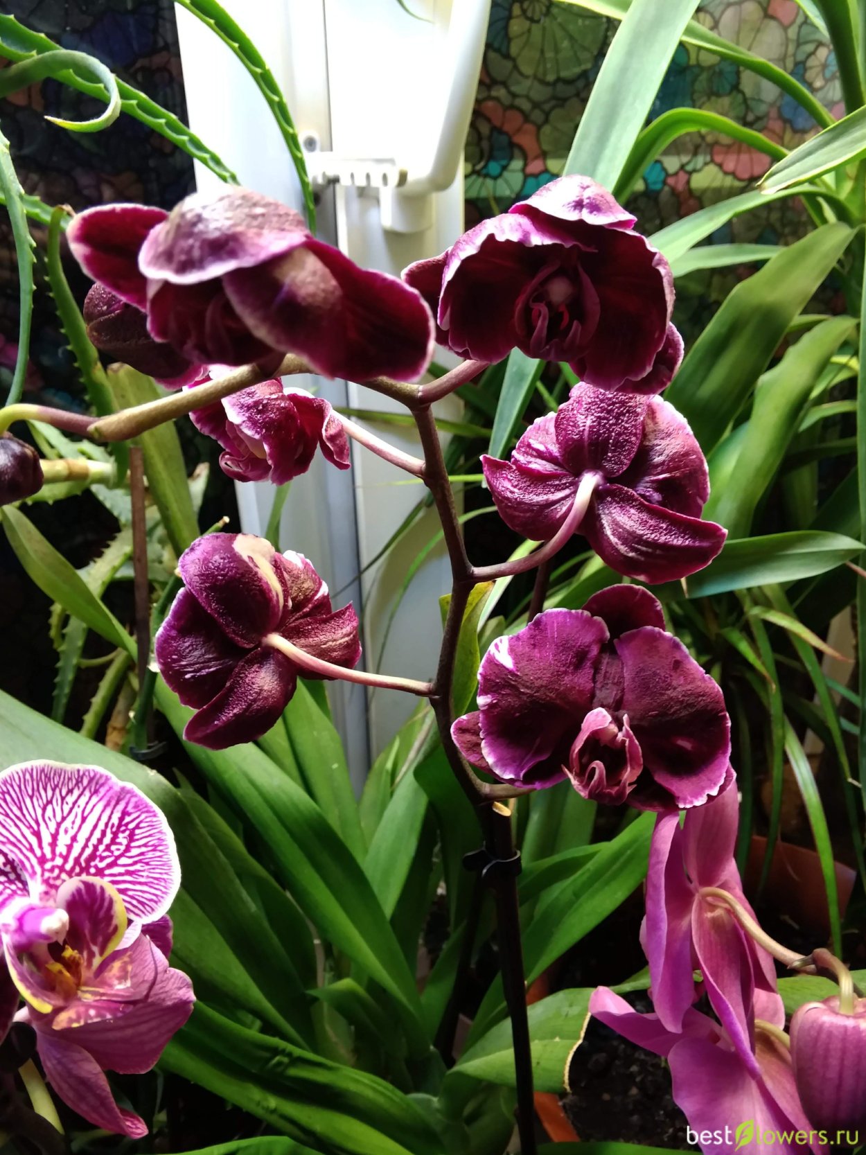 Фаленопсис ashlion