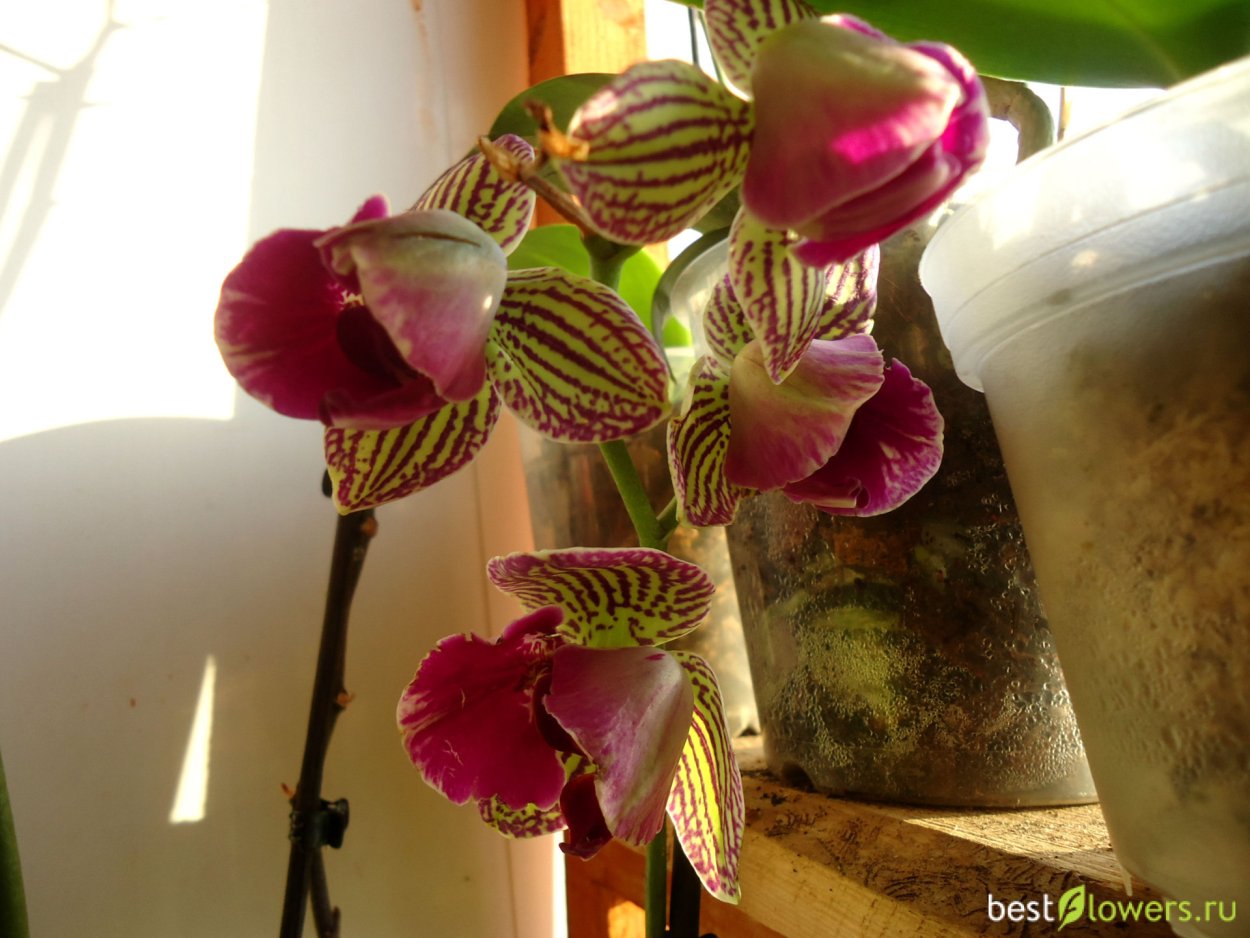 Литопсы флорариум