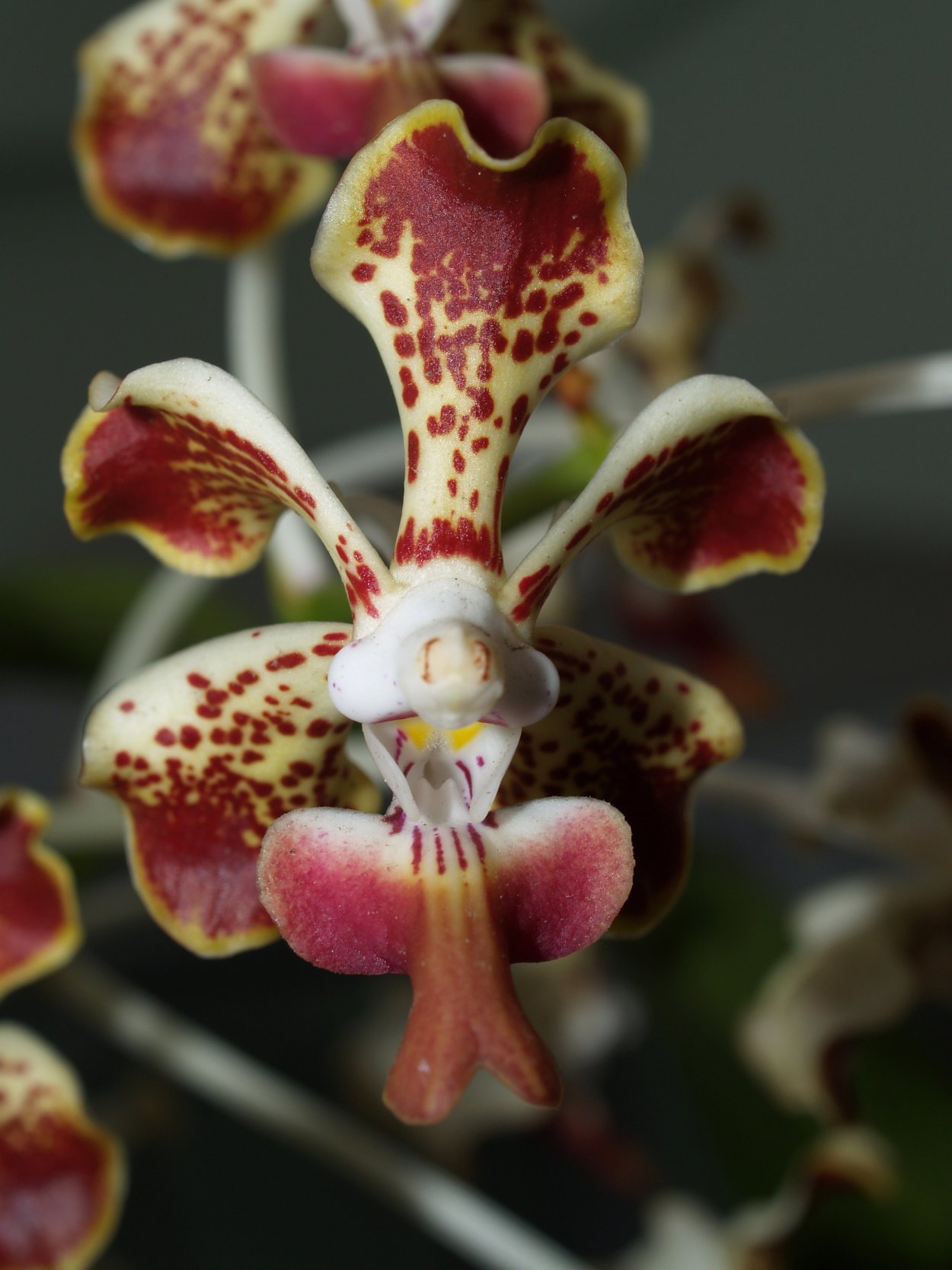 Фаленопсис Girona