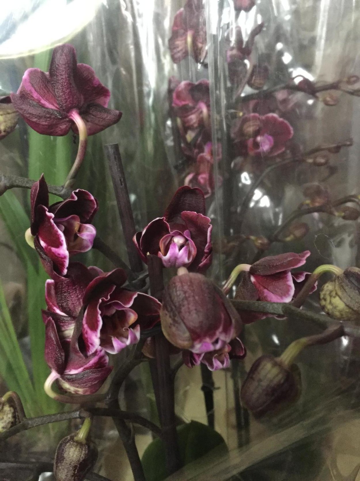 Орхидея спа