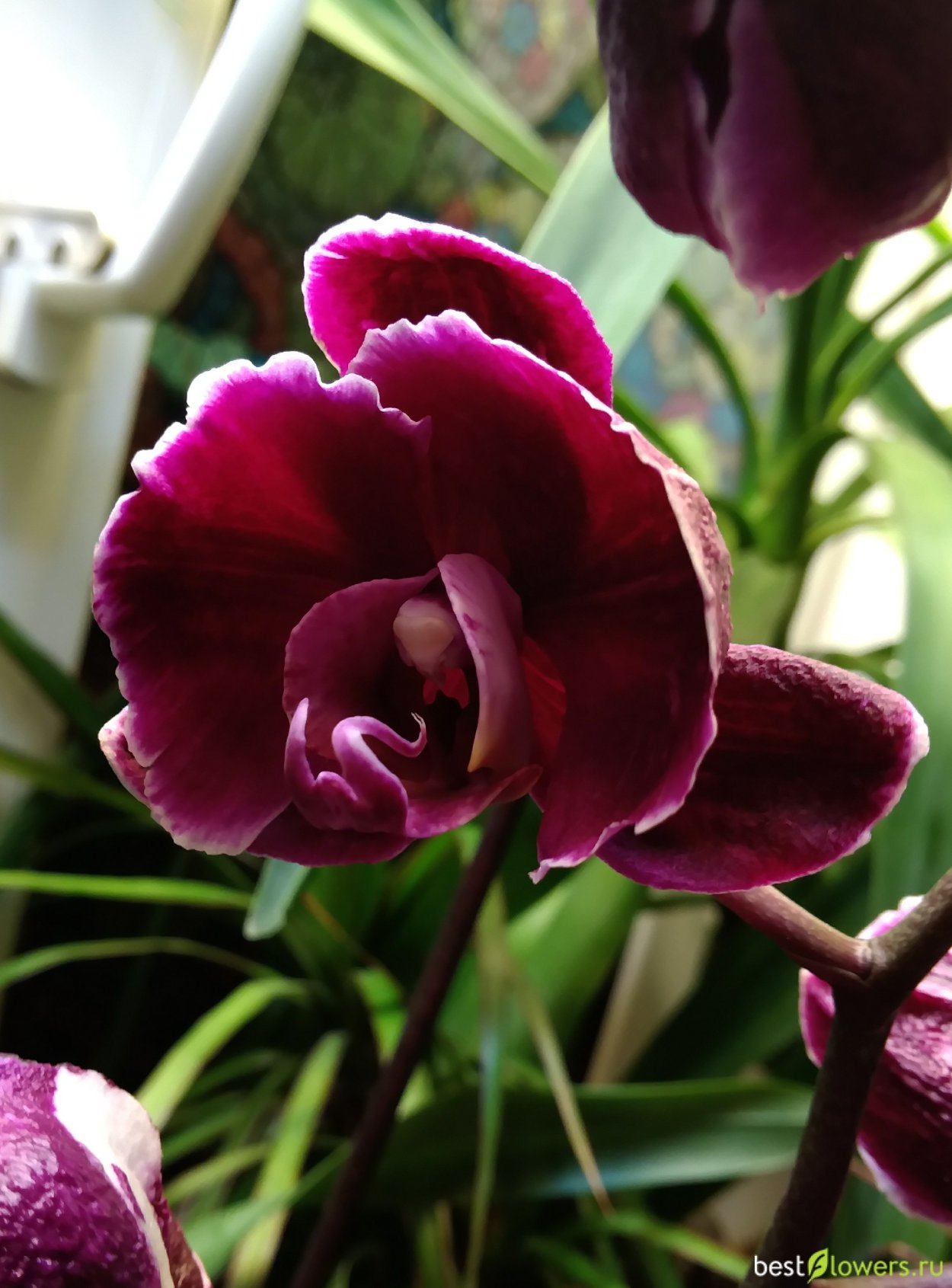 Каменная роза Орхидея фаленопсис